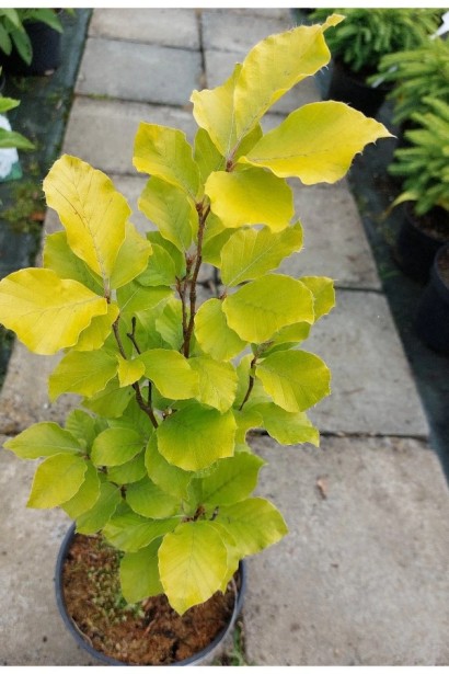 Молодий приріст Бука Девік Голд